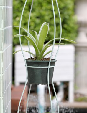 Jardiniere yeşil ağaçların.