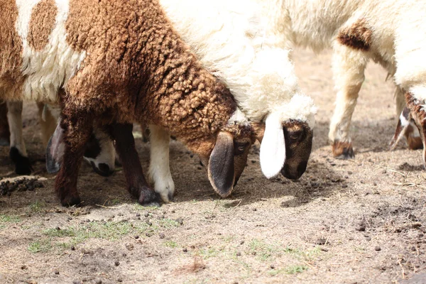White and brown sheep. — Stock Photo, Image