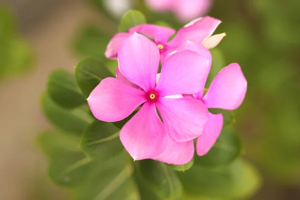 Flores rosadas en el jardín. —  Fotos de Stock
