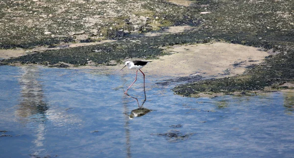 Palafitta alata nera (Himantopus himantopus). — Foto Stock