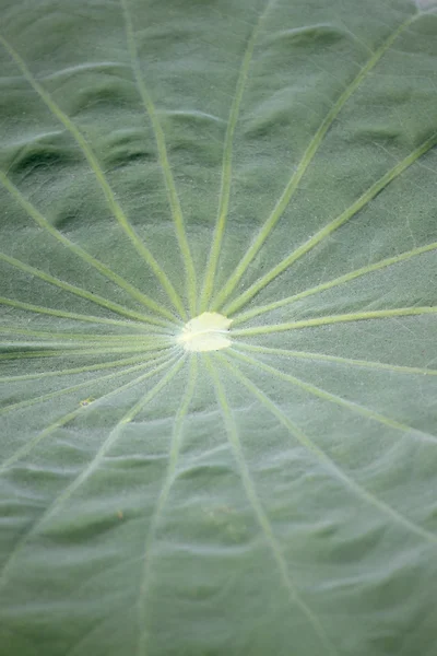 로터스 잎의 표면에 패턴. — 스톡 사진