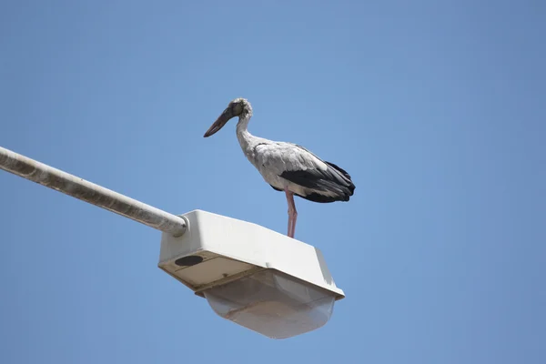 Grande cicogna in piedi sul palo di elettricità superiore . — Foto Stock