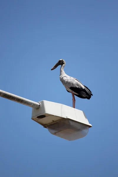 Big stork standing on top electricity post. — Stock Photo, Image