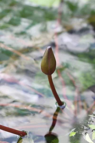 Lotus bud in the water. — Stock Photo, Image