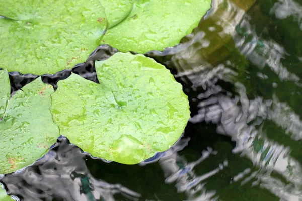 Green lotus leaf on the water. — Stock Photo, Image
