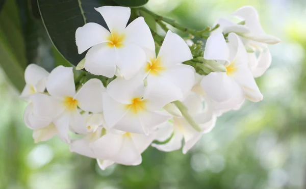 Plumeria blanche sur l'arbre . — Photo