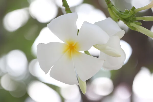 White plumeria on tree. — Stock Photo, Image