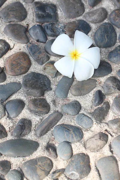 Vit plumeria blomma. — Stockfoto