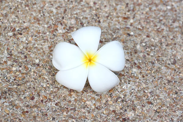 Fiore di plumeria bianca . — Foto Stock