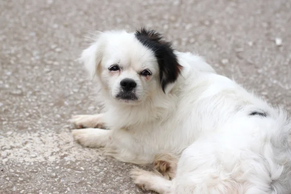 Perro blanco latente . — Foto de Stock