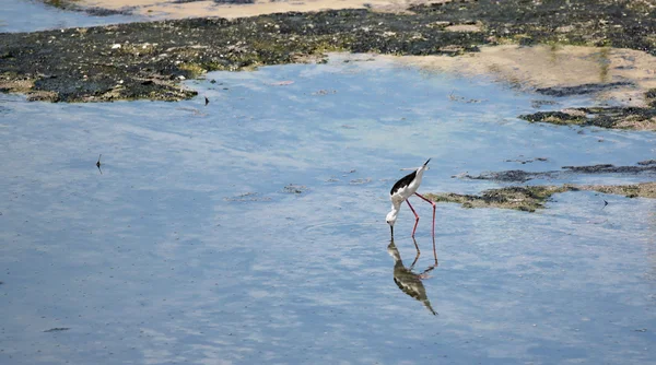 Palafitta alata nera (Himantopus himantopus). — Foto Stock