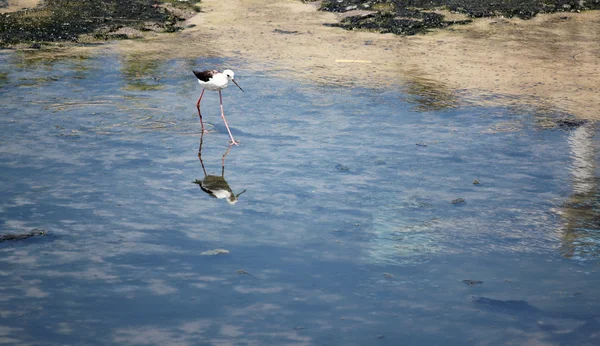 Palafitas de asas negras (Himantopus himantopus). — Fotografia de Stock