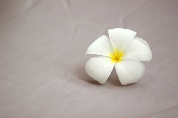 Plumeria blanca sobre tela marrón . — Foto de Stock