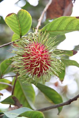 taze rambutan ağaç üzerinde.