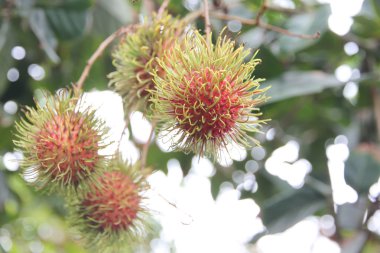 taze rambutan meyve ağacı üzerinde.