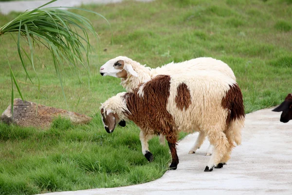 Schafe auf dem Hof. — Stockfoto