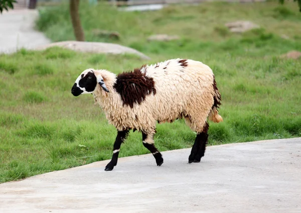 Sheep in the farm. — Stock Photo, Image