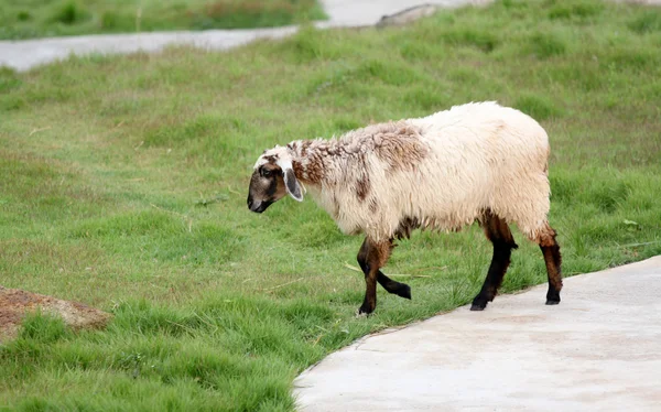 Sheep in the farm. — Stock Photo, Image