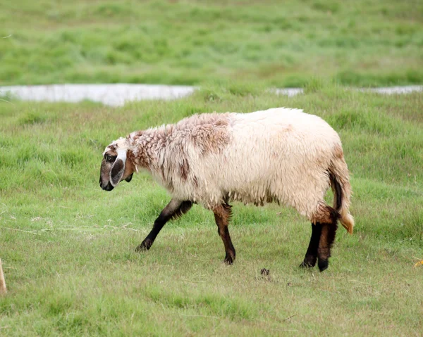 Ovce na farmě. — Stock fotografie