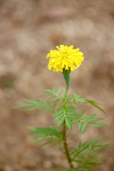 庭のマリーゴールドの花. — ストック写真