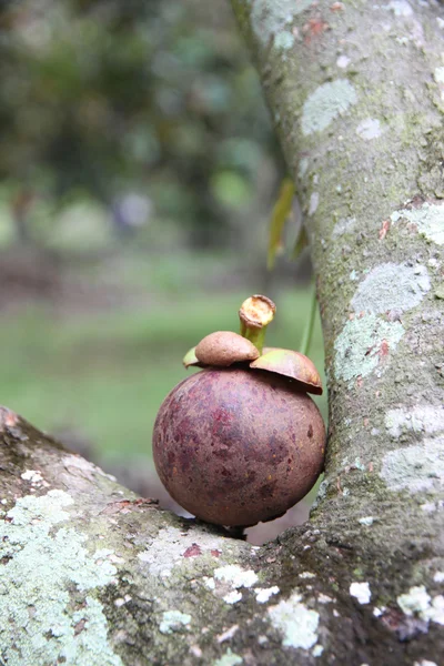 Frutos de mangostão frescos . — Fotografia de Stock