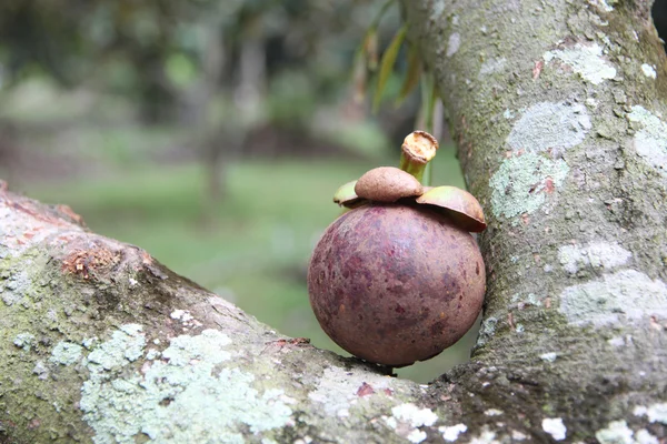 Taze mangosten meyve. — Stok fotoğraf