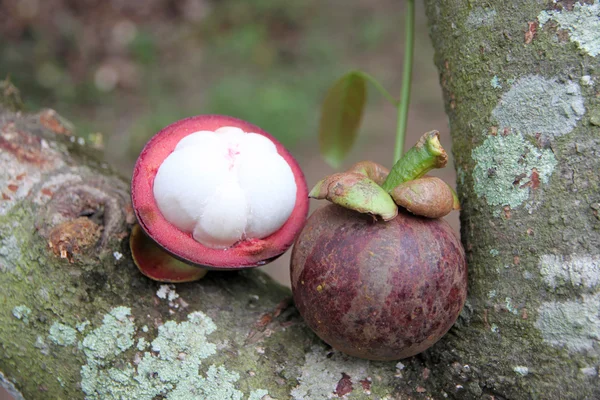 Fresh mangosteen fruits on peeled. — Stock Photo, Image