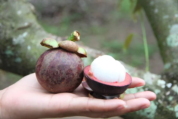 Frutas frescas del mangostán en la mano . — Foto de Stock