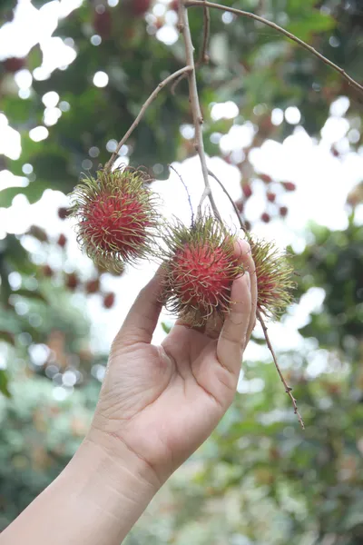 Fresh rambutan on hands of women. — Stock Photo, Image