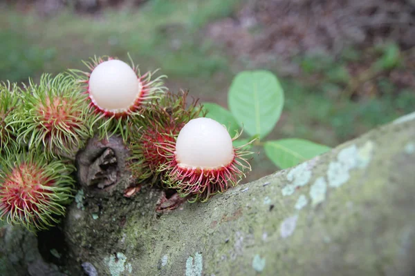 Rambutan fresco na árvore . — Fotografia de Stock