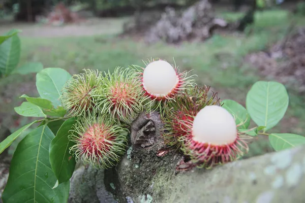 Čerstvý rambutan na stromě. — Stock fotografie