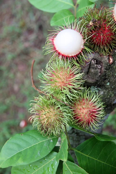 Rambutan fresco sull'albero . — Foto Stock