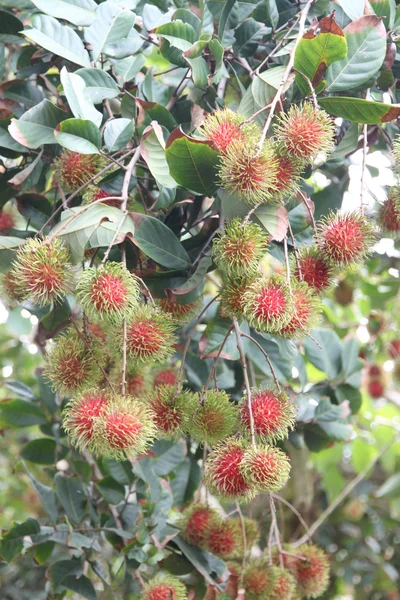 Frutta fresca di rambutan su albero . — Foto Stock