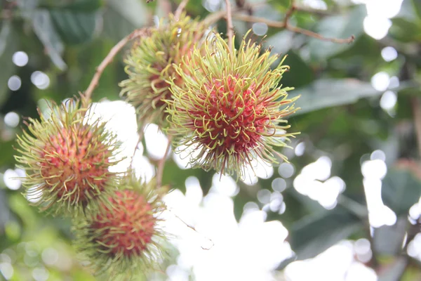 Frutta fresca di rambutan su albero . — Foto Stock