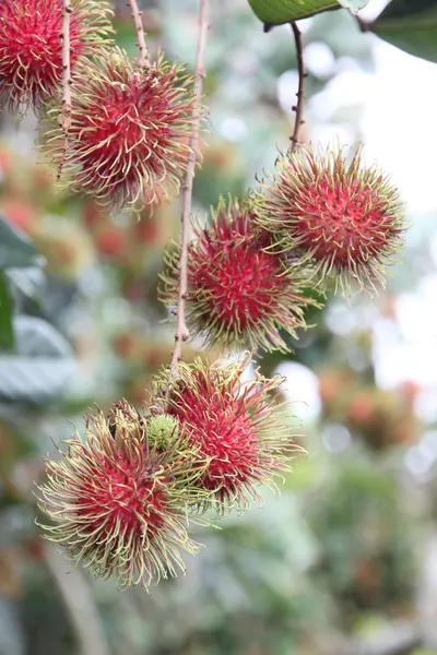 Frutos de rambutão frescos na árvore . — Fotografia de Stock