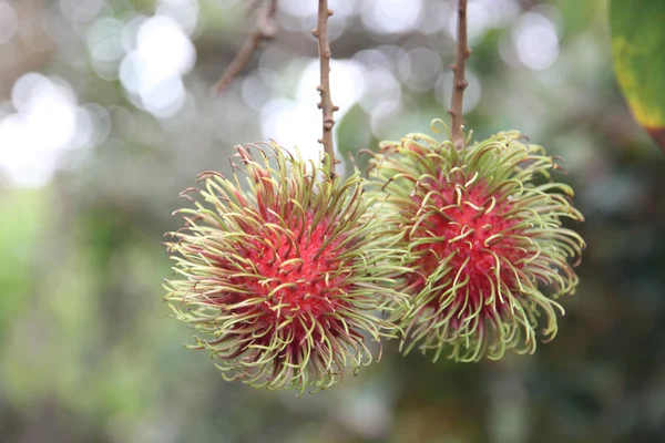 Frutos de rambutão frescos na árvore . — Fotografia de Stock