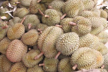 durian taze meyve.