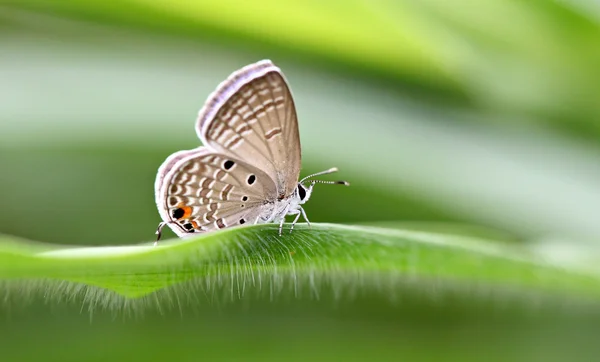 Gelbfleckiger Schmetterling auf grünen Blättern. — Stockfoto