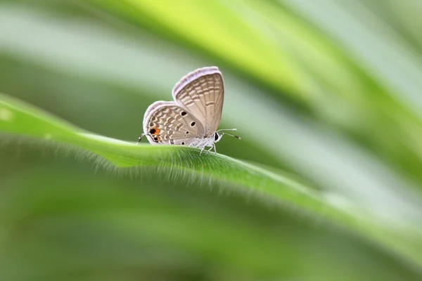 Tawny de Borboleta em folhas verdes . — Fotografia de Stock