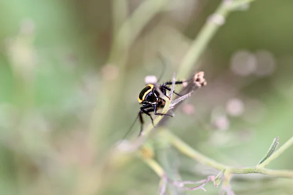 Insecto encaramado en el árbol . — Foto de Stock