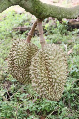taze durian meyve ağaçlarında.
