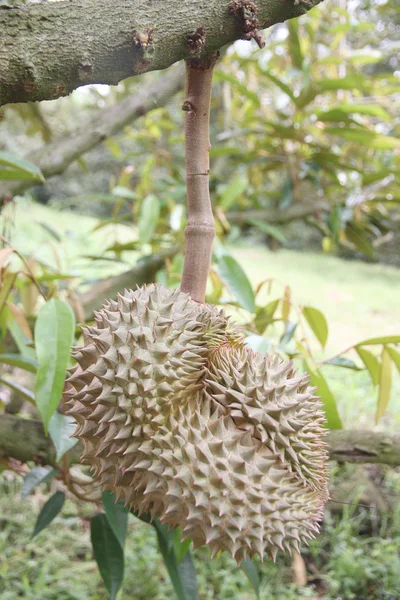 Fresh durian fruit on trees. — Stock Photo, Image