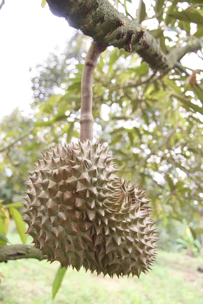Friss durian gyümölcsöt a fák. — Stock Fotó