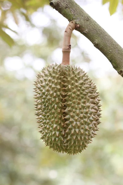 Durian świeżych owoców na drzewach. — Zdjęcie stockowe