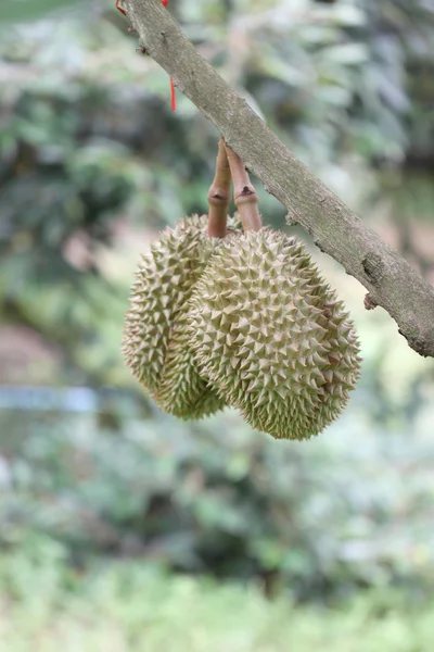 Verse durian fruit op bomen. — Stockfoto