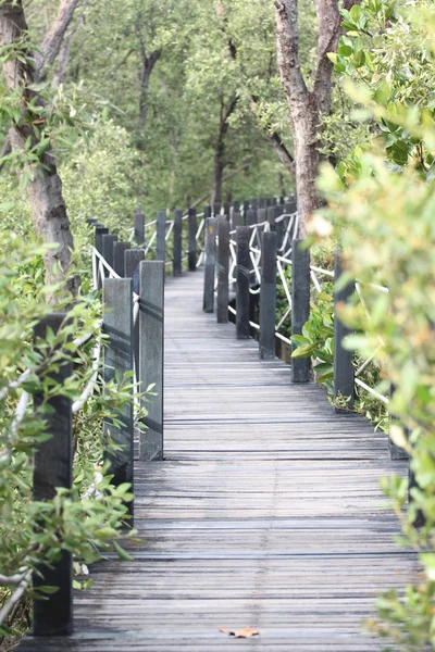 Mangrove forest houten wandelpad. — Stockfoto