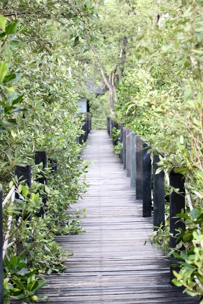 Passerelle en bois de forêt de mangrove . — Photo