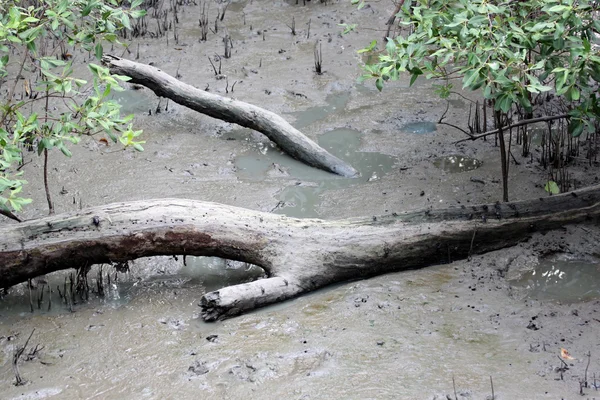 マングローブ森林エリア内の死んだ木. — ストック写真