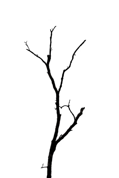 Mrtvý strom izolovaný na bílém pozadí. — Stock fotografie