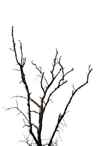 Árvore morta isolada no fundo branco. — Fotografia de Stock